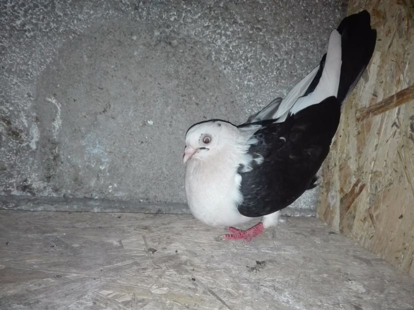 F 2015 - porumbei care mi-au apartinut