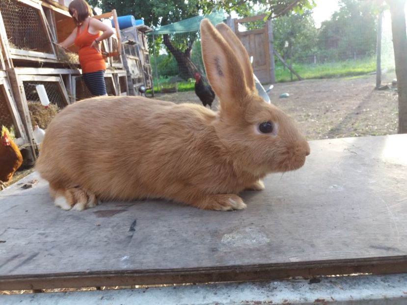 RO8 3704 - Burgunder rosu femela 1