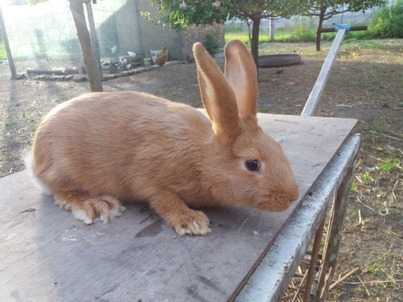 3 luni si un pic - Burgunder rosu femela 1