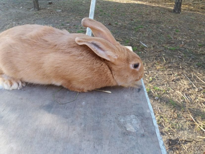 2,5kg - Burgunder rosu femela 2