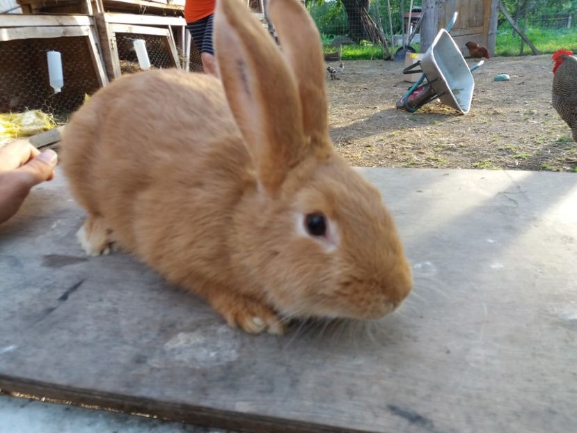 RO8 3707 - Burgunder rosu femela 3