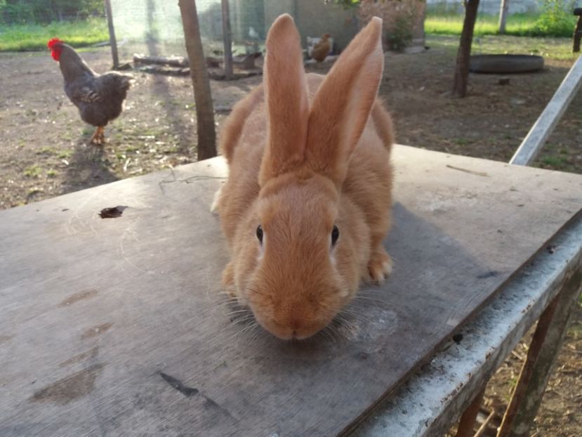 3 luni si un pic - Burgunder rosu femela 3