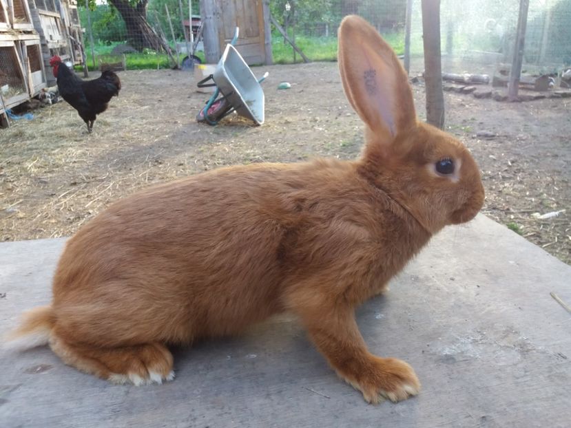 RO8 4722 - Neozeelandez rosu femela 1