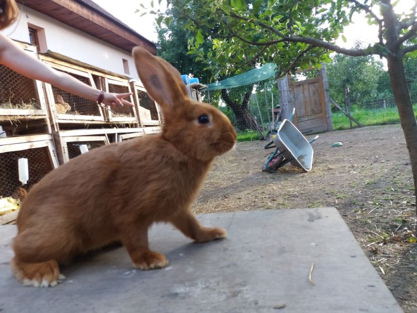 2 luni si 2 saptamani - Neozeelandez rosu femela 1