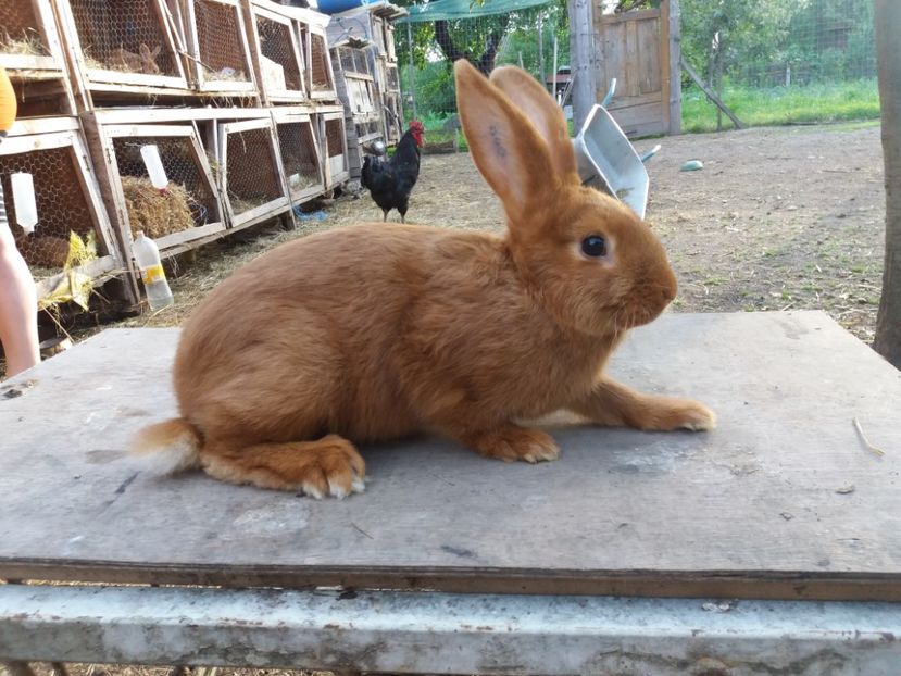 2 kg - Neozeelandez rosu femela 1