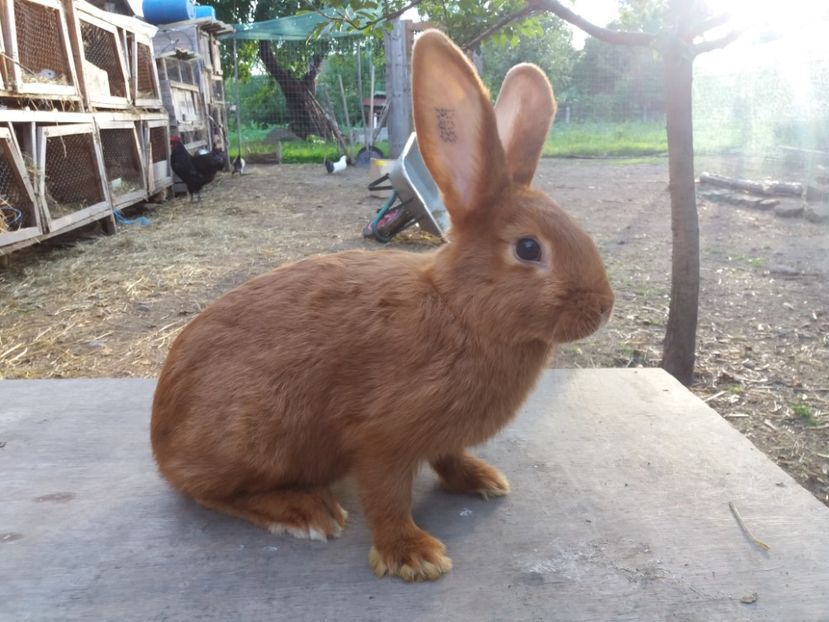 RO8 4723 - Neozeelandez rosu femela 2