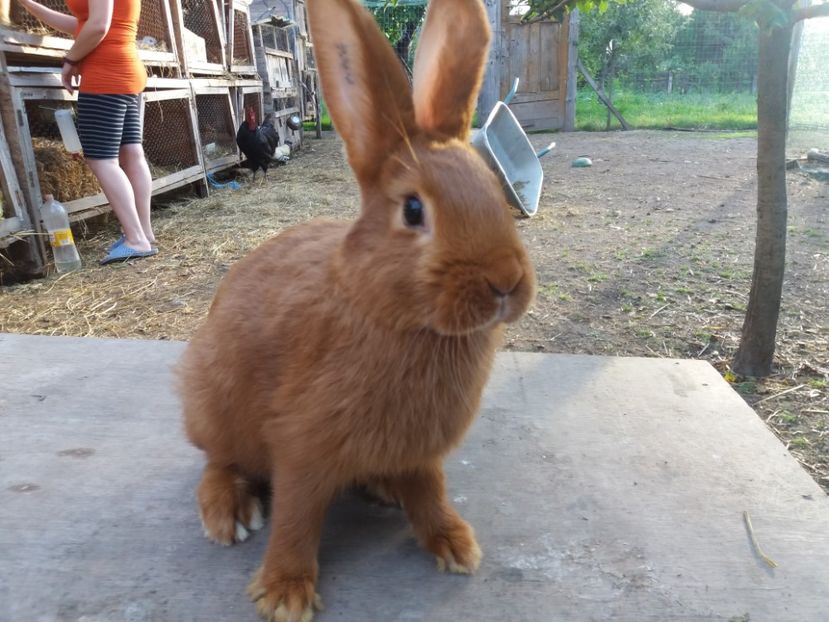 2,1 kg - Neozeelandez rosu femela 2