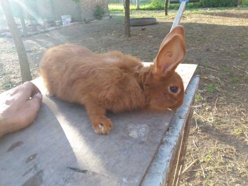 RO8 4715 - Neozeelandez rosu femela 3