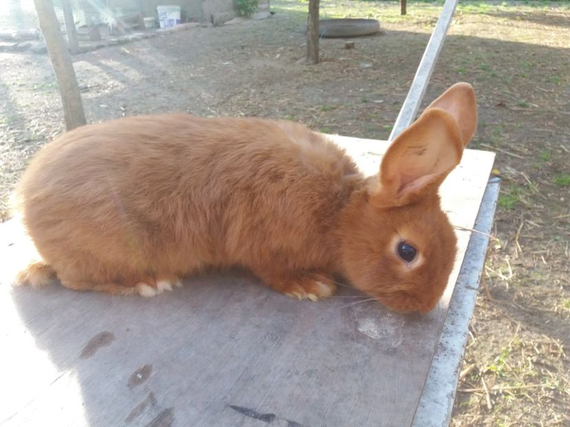 2 luni si 5 zile - Neozeelandez rosu femela 3