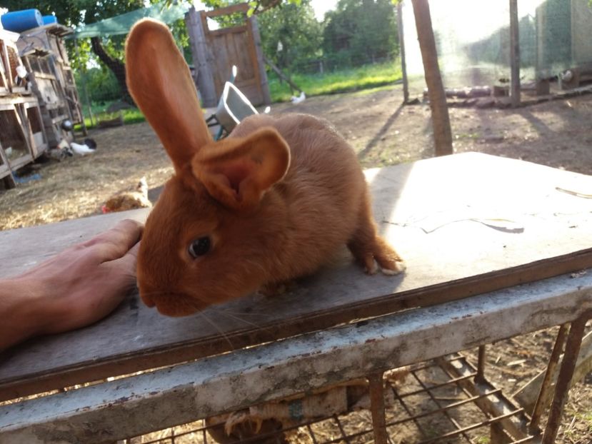 RO8 4719 - Neozeelandez rosu msacul 2