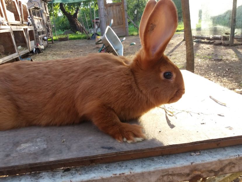 3 luni si un pic - Neozeelandez rosu msacul 2