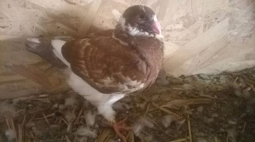  - 6 PUI DE AMERICANI 2017