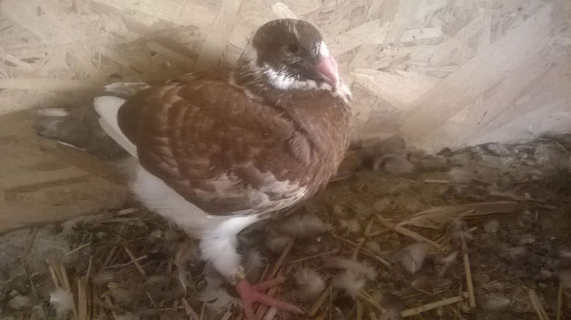 20148846_1495879903802754_310849532_o - 6 PUI DE AMERICANI 2017