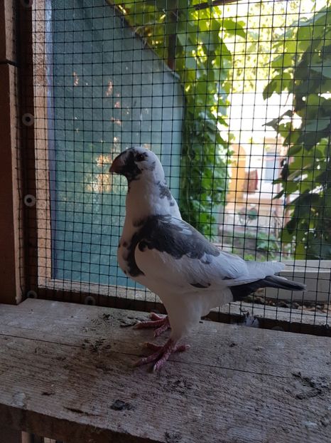 20170714_191724(0) - Pui 2017