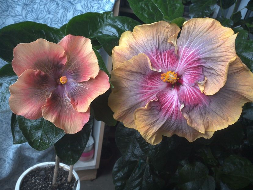 WIN_20170714_190636 - 03Hibiscus