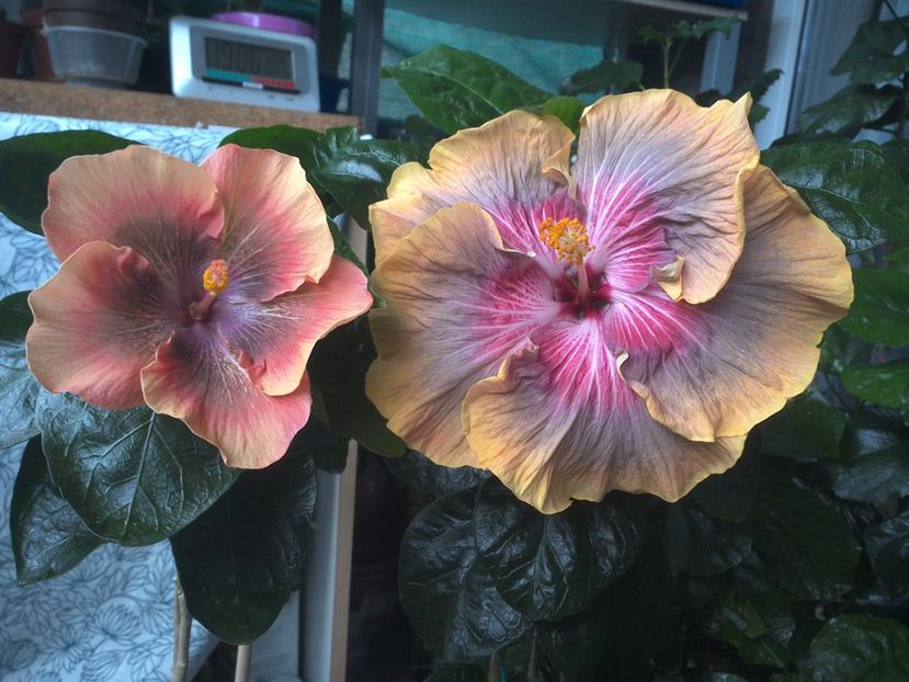 WIN_20170714_190646 - 03Hibiscus