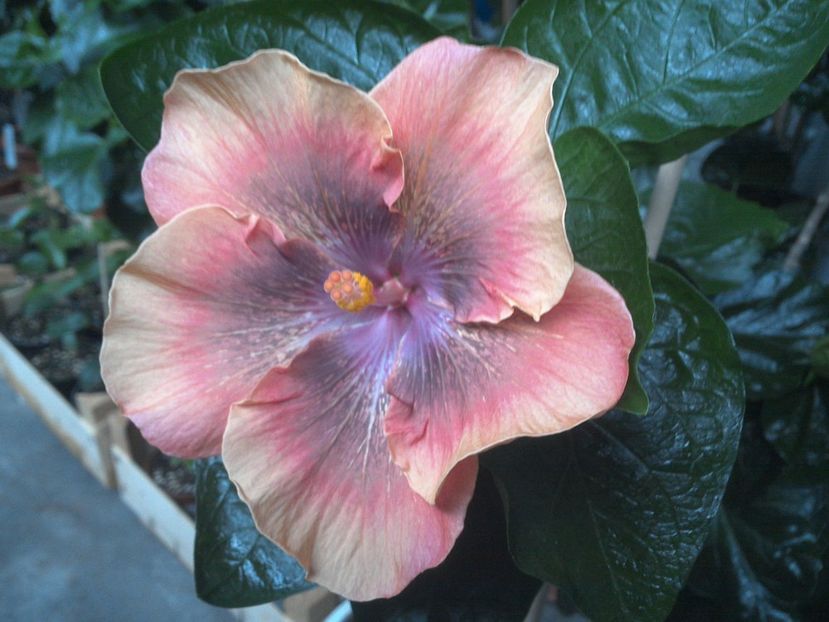 WIN_20170714_190920 - Moorea Sugar Lady