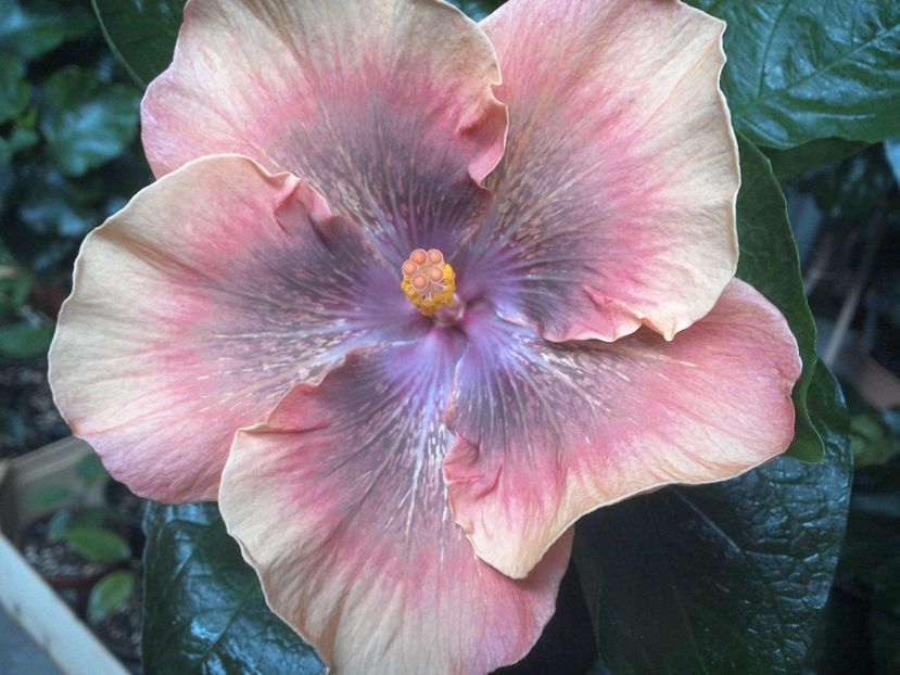 WIN_20170714_190931 - Moorea Sugar Lady