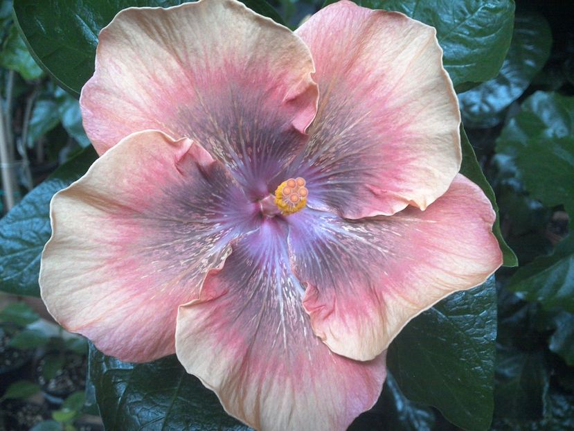 WIN_20170714_190936 - Moorea Sugar Lady