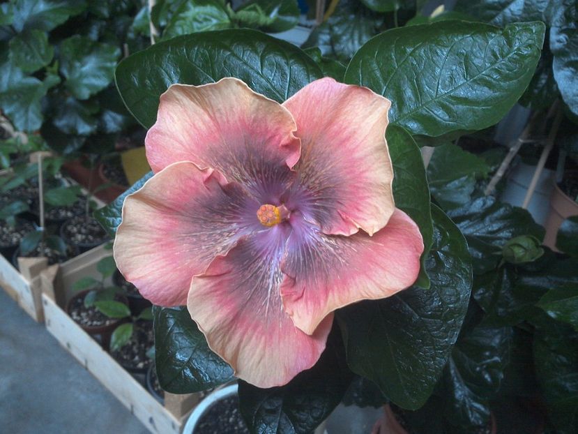 WIN_20170714_190941 - Moorea Sugar Lady