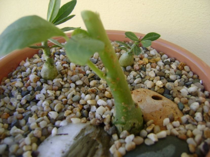 Dorstenia hildebrandtii - Caudiciforme si bulbi 2017