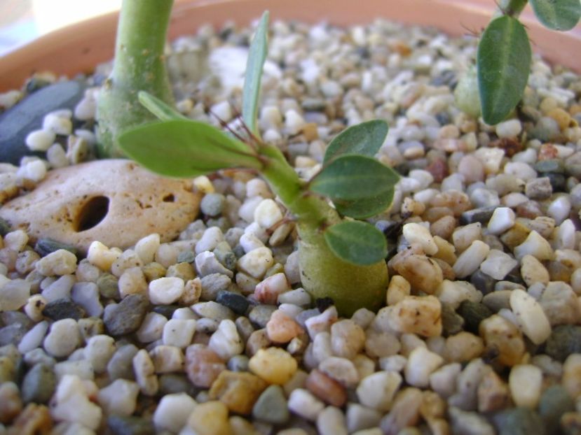 Pachypodium suculentum - Caudiciforme si bulbi 2017