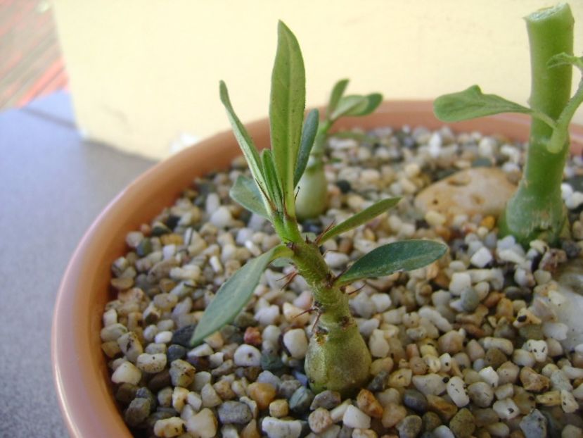 Pachypodium bispinosum - Caudiciforme si bulbi 2017