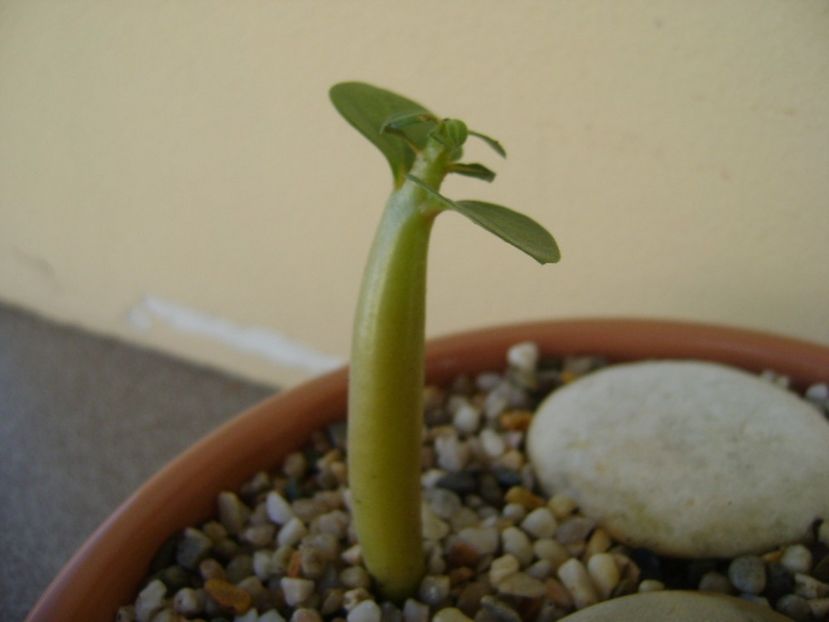 Adenium Arabicum “Desert Night Fork” - Caudiciforme si bulbi 2017