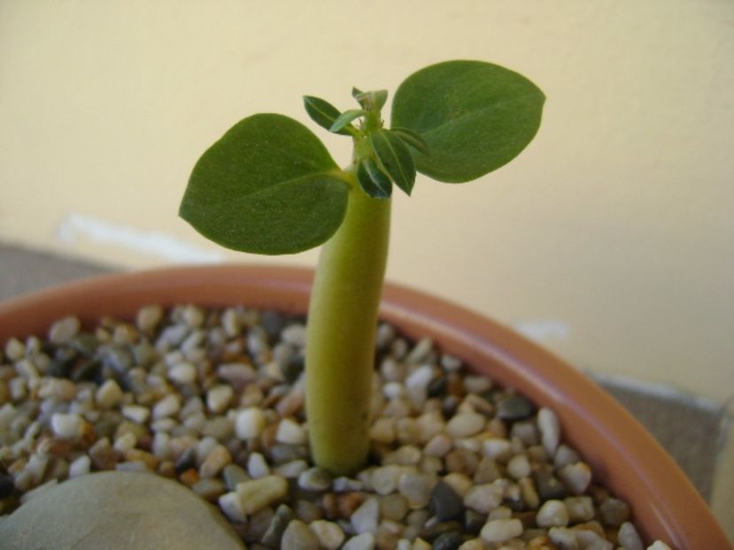 Adenium Arabicum “Desert Night Fork” - Caudiciforme si bulbi 2017