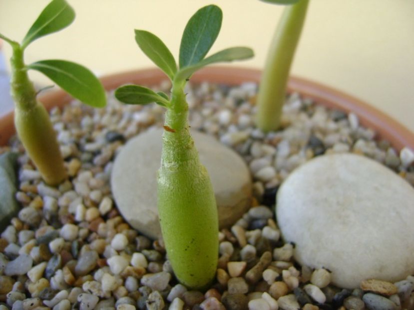Adenium obesum “YellowSoon” - Caudiciforme si bulbi 2017