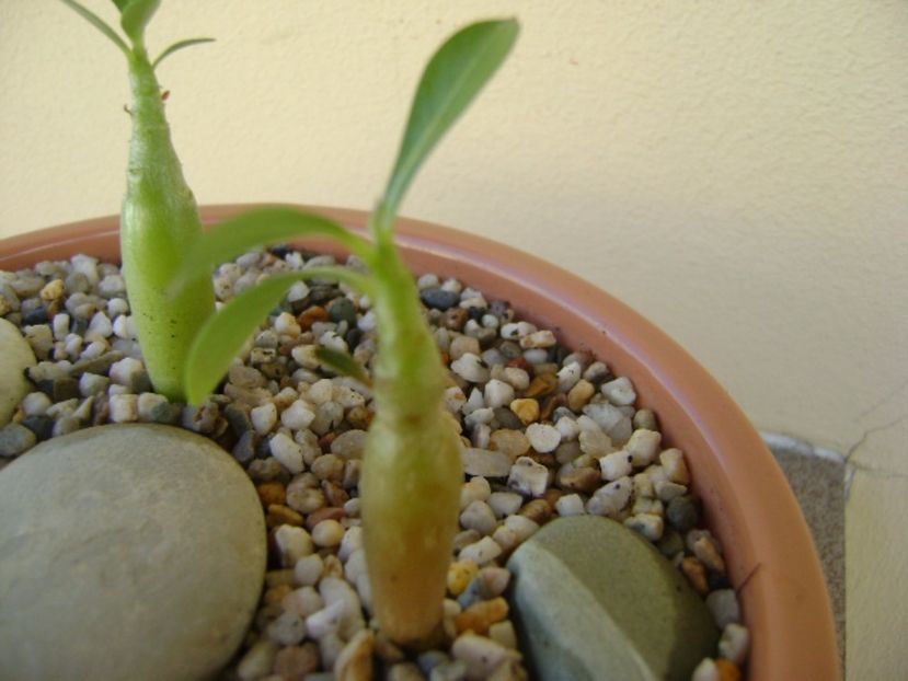 Adenium obesum “Star Of Black Night” - Caudiciforme si bulbi 2017
