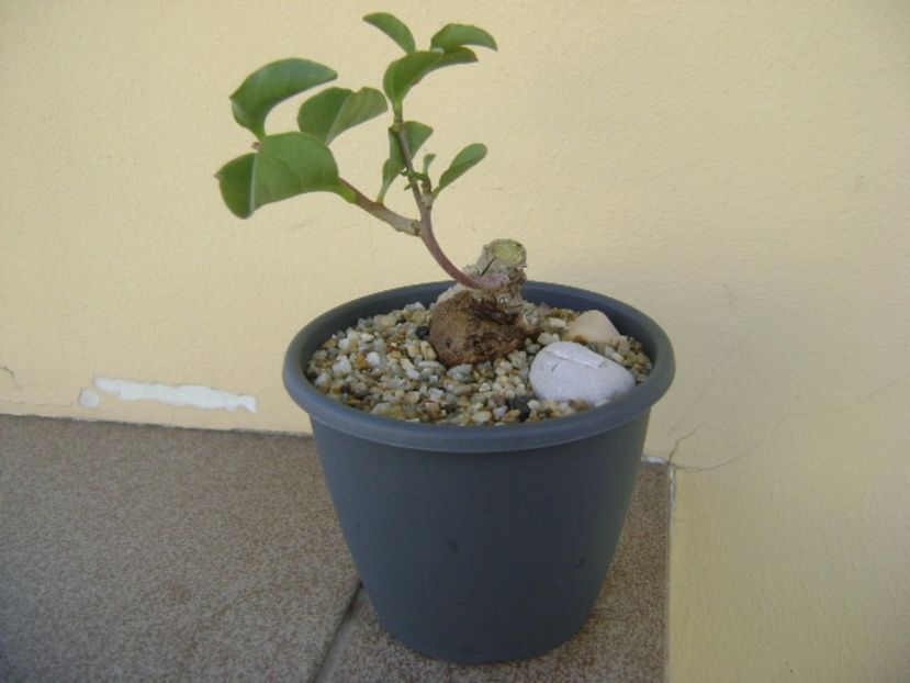 Anredera cordifolia (Madeira Vine) - Caudiciforme si bulbi 2017