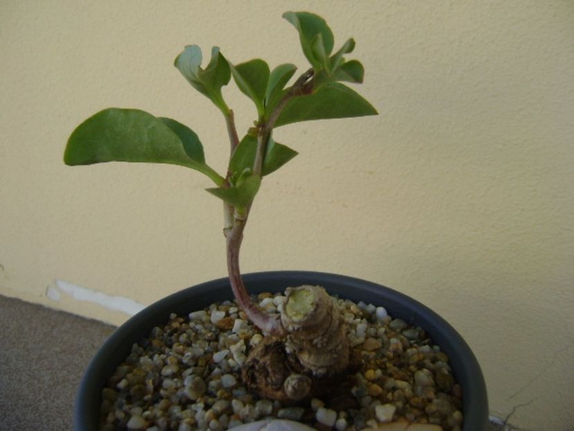 Anredera cordifolia (Madeira Vine) - Caudiciforme si bulbi 2017