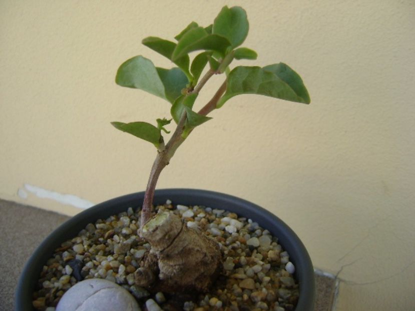 Anredera cordifolia (Madeira Vine) - Caudiciforme si bulbi 2017