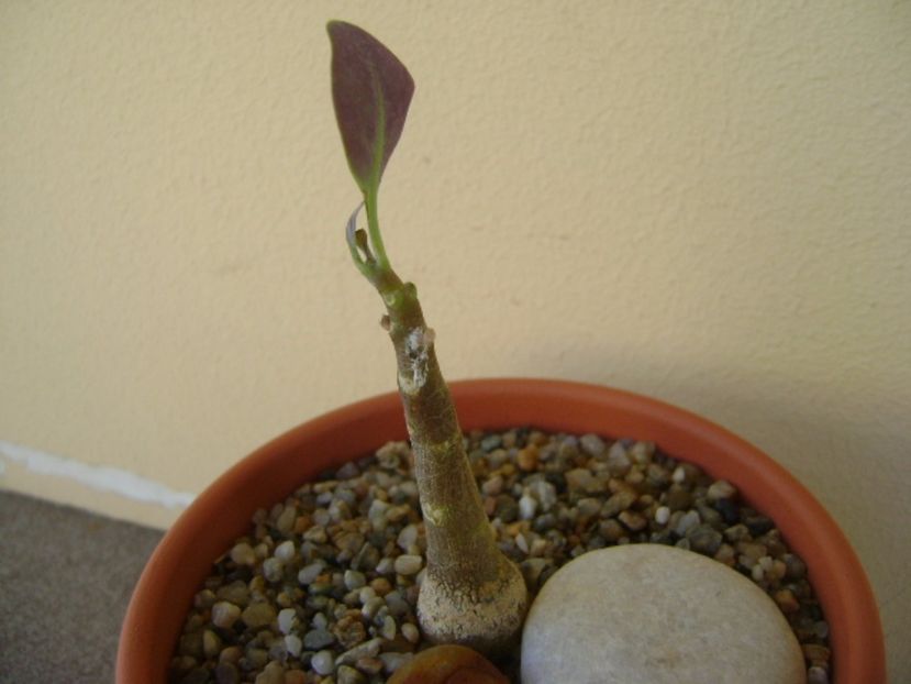 Othonna triplinervia - Caudiciforme si bulbi 2017