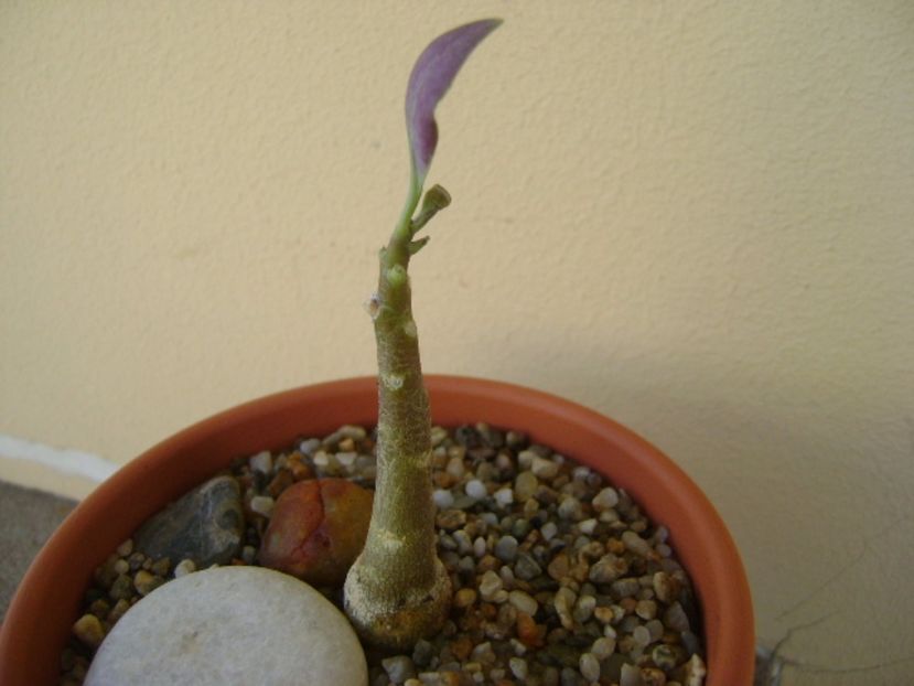 Othonna triplinervia - Caudiciforme si bulbi 2017