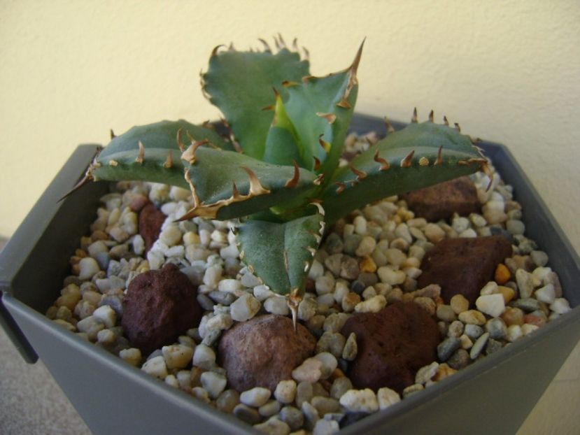 Agave titanota - Agave si Yucca 2017