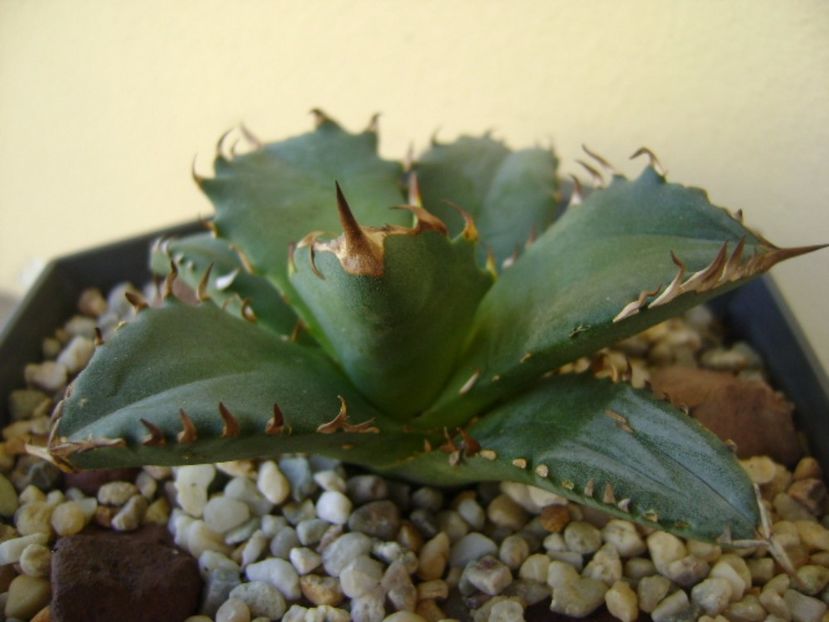 Agave titanota - Agave si Yucca 2017