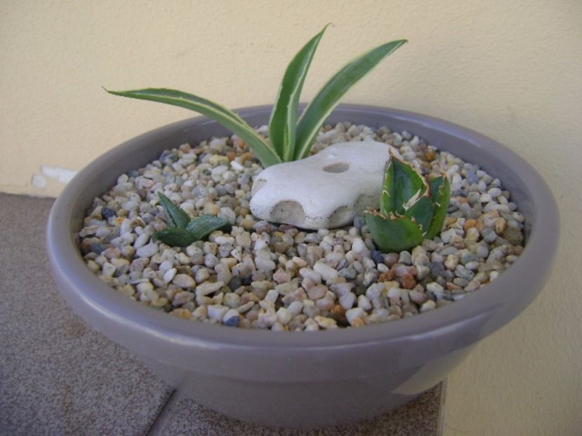 Grup de 3 agave - Agave si Yucca 2017