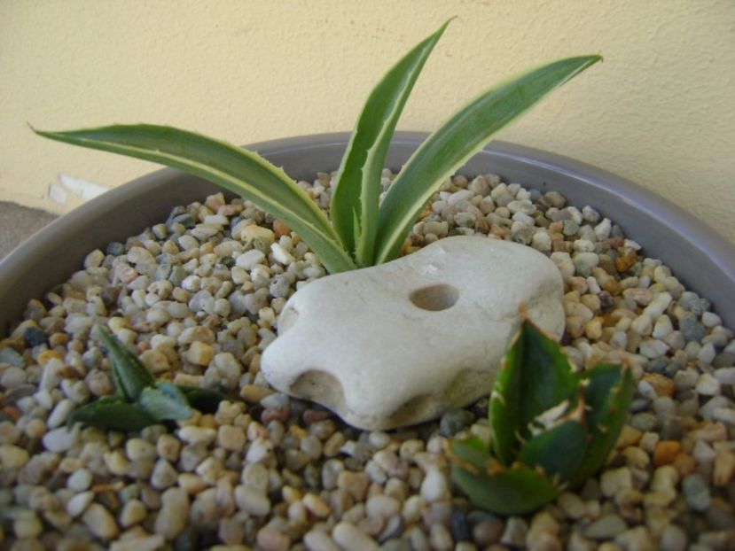 Grup de 3 agave - Agave si Yucca 2017