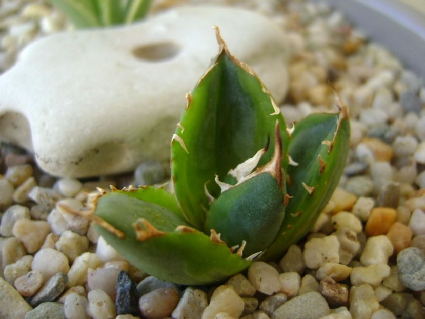 Agave titanota marginata - Agave si Yucca 2017