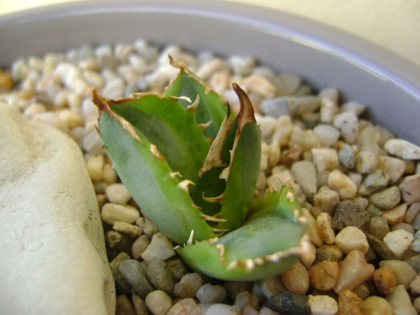Agave titanota marginata - Agave si Yucca 2017