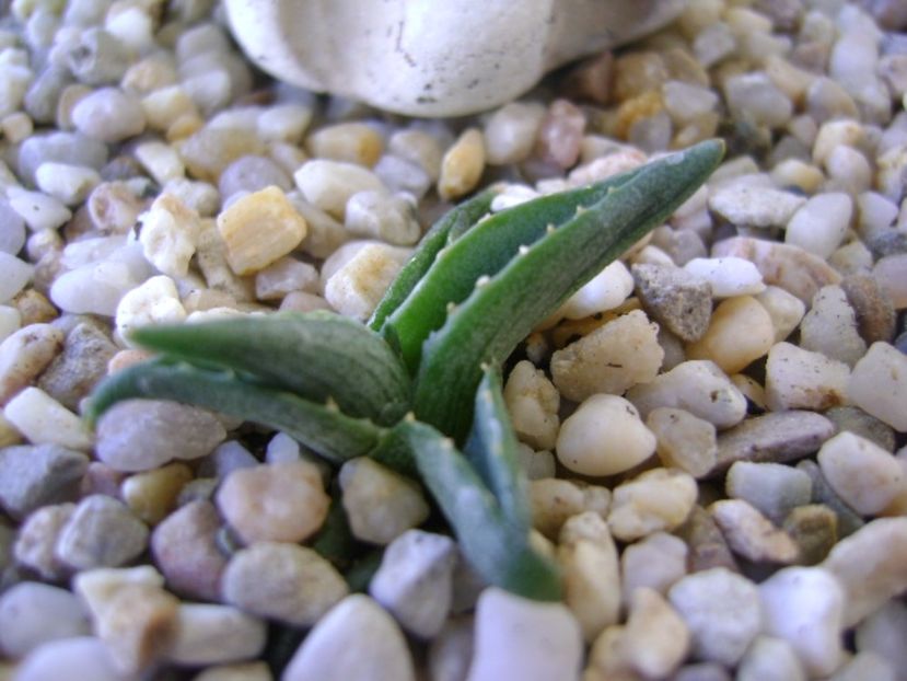 Agave pumila nana - Agave si Yucca 2017