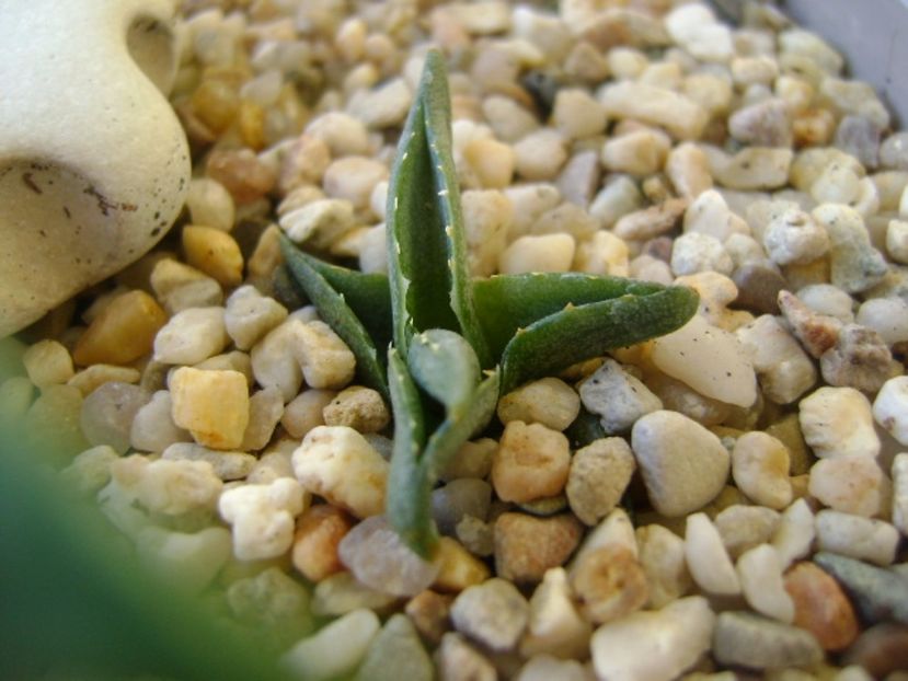 Agave pumila nana - Agave si Yucca 2017