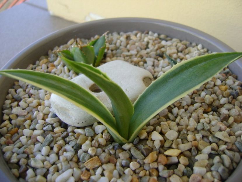 Agave mitis multicolor - Agave si Yucca 2017