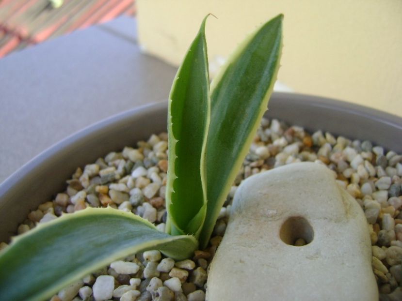 Agave mitis multicolor - Agave si Yucca 2017