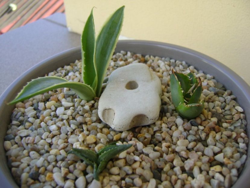 Grup de 3 agave - Agave si Yucca 2017