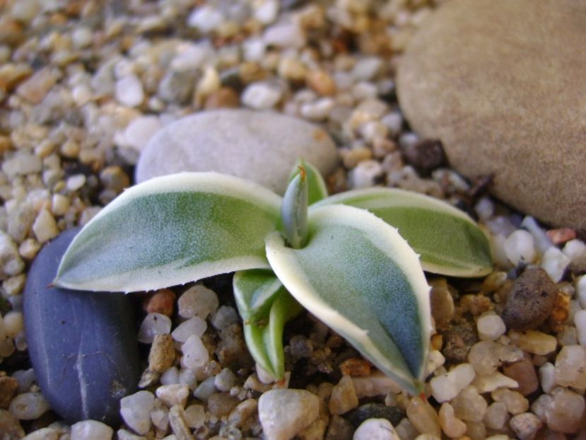 Agave applanata cv. Cream Spike - Agave si Yucca 2017