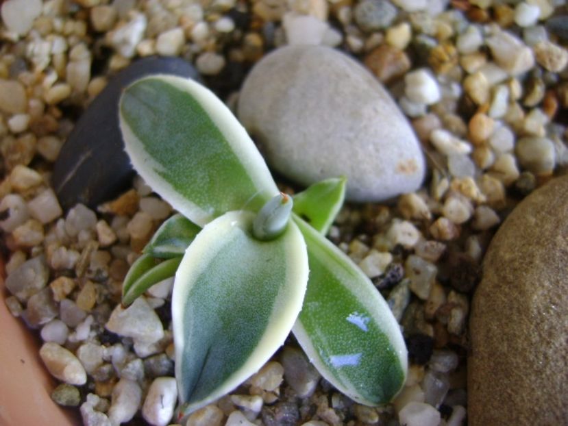 Agave applanata cv. Cream Spike - Agave si Yucca 2017