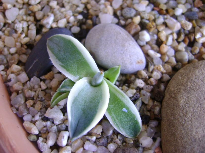 Agave applanata cv. Cream Spike - Agave si Yucca 2017